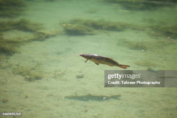 fish in the lake - fishing hook underwater stock pictures, royalty-free photos & images