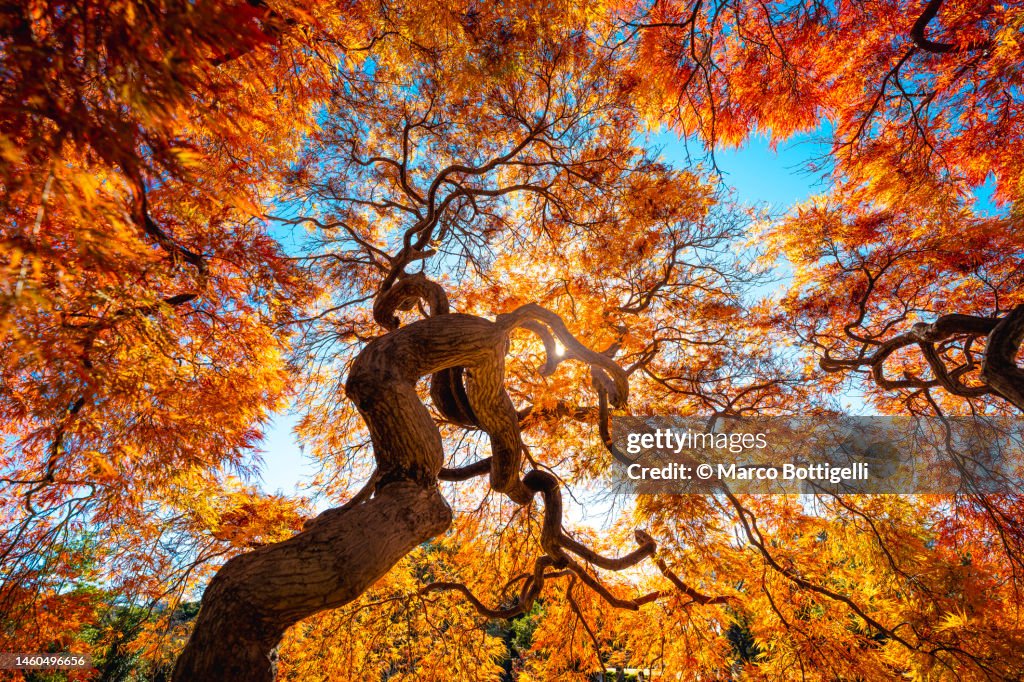 Japanese Maple tree in autumn, Japan