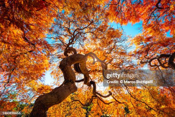 japanese maple tree in autumn, japan - directly below tree photos et images de collection