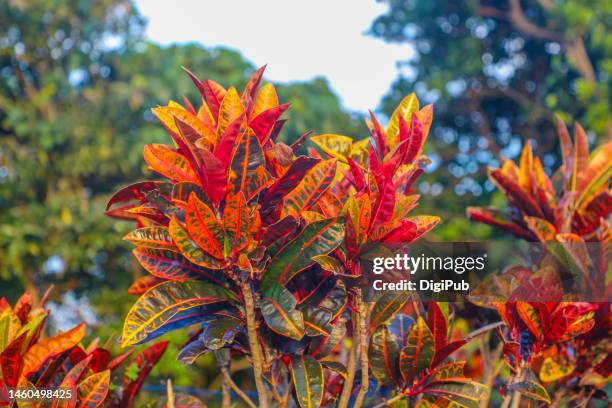 fire croton, garden croton, variegated croton (codiaeum variegatum) - croton plant bildbanksfoton och bilder