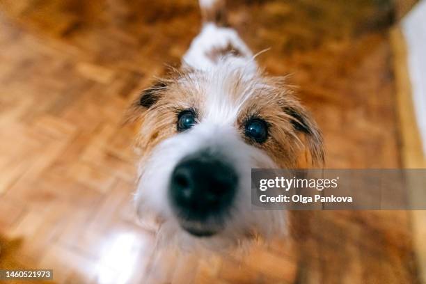 cute dog wire-haired jack russell terrier looks at the camera - アクション映画 ストックフォトと画像