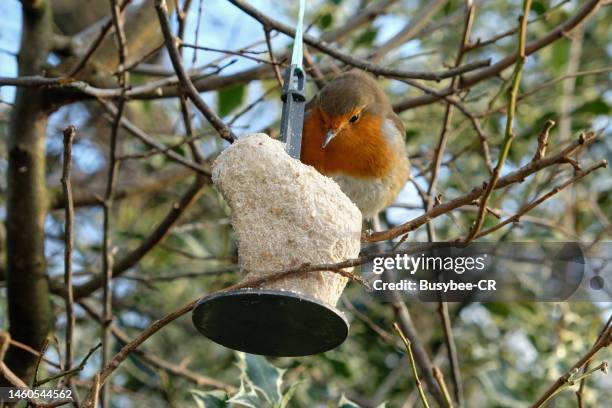 Robin Bird Eating Rice Robin Feeding Photos and Premium High Res Pictures - Getty Images