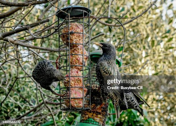 starling birds feeding from a feeder in the garden - bird seed stockfoto's en -beelden