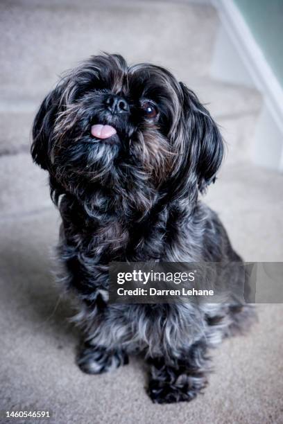 a cute shorkie dog with tongue out - vertical - yorkshireterrier stock-fotos und bilder