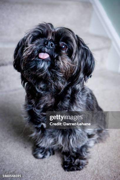 140 Yorkie Shih Tzu Stock Photos High Res Pictures and Images Getty Images