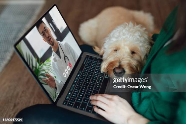 young asian woman having online medical consultation with veterinary via laptop with her dog sitting on her lap - pet insurance stock-fotos und bilder