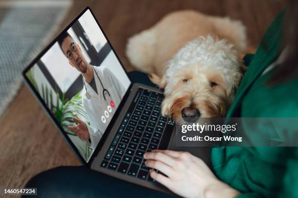 young asian woman having online medical consultation with veterinary via laptop with her dog sitting on her lap - every day new york screening imagens e fotografias de stock