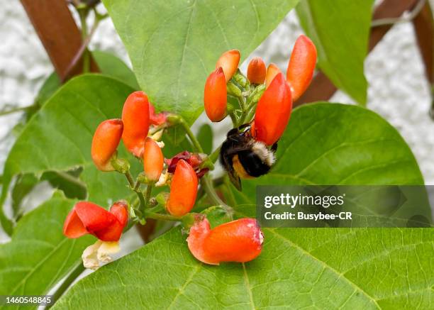 honey bee pollinating runner bean flowers - runner beans stock pictures, royalty-free photos & images