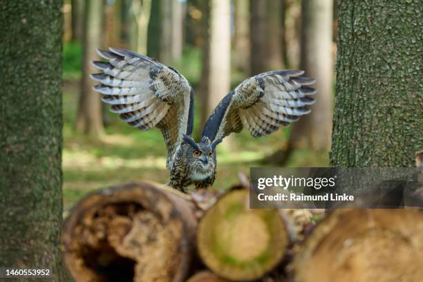 eagle owl (bubo bubo), flies on tree trunk in forest - eurasian eagle owl stock pictures, royalty-free photos & images