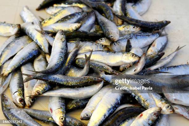 sardines at market - sogliola foto e immagini stock