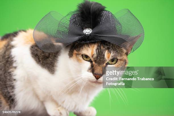cat with black hat - mourning stock pictures, royalty-free photos & images
