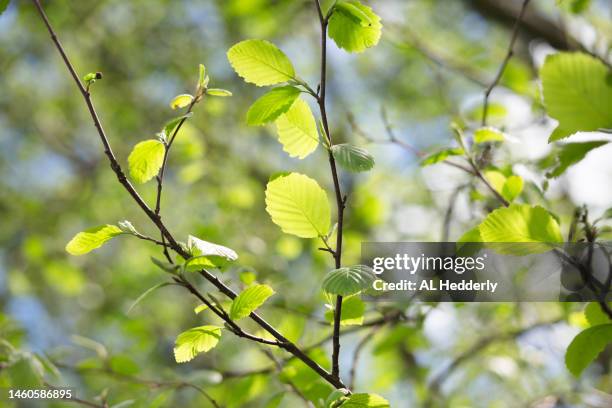 new leaves on an alder tree - erle stock-fotos und bilder