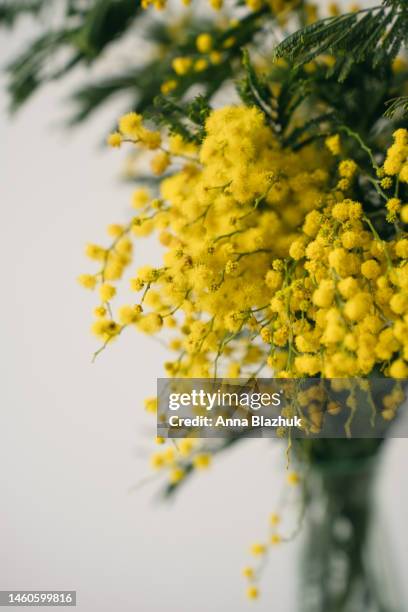2,057 Of Mimosa Trees Stock Photos, High-Res Pictures, and Images ...