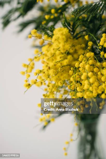 bunch of spring yellow flowers of acacia dealbata or mimosa decorating home interior. vase with flowers against white wall. minimalistic interior decor details. - mimosa bildbanksfoton och bilder