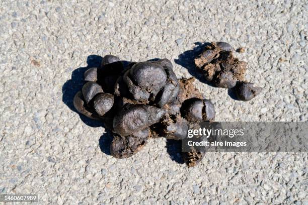 pile of cattle feces lying on a dirt road on a farm, no people, high angle and close-up view - stool stock pictures, royalty-free photos & images