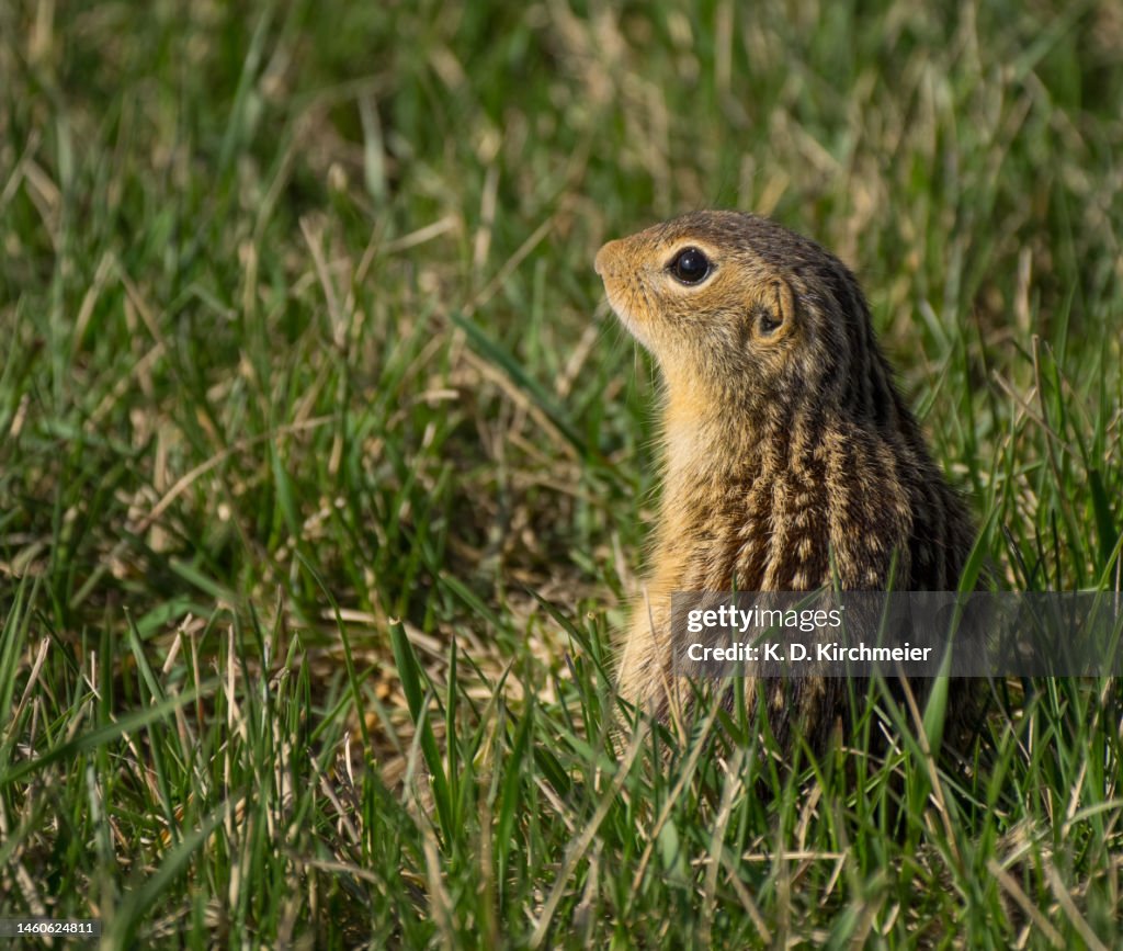 Thirteen-lined Ground Squirrel