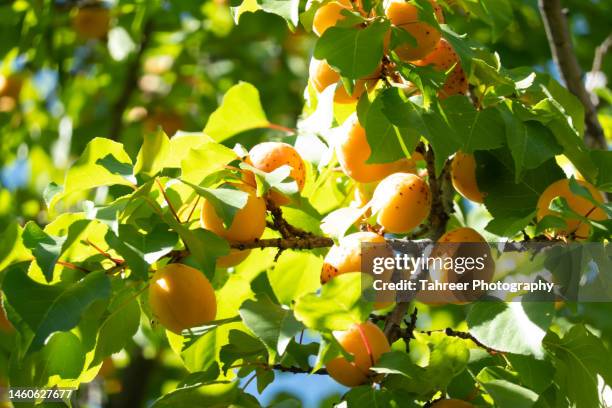 apricot fruit on trees - aprikosenbaum stock-fotos und bilder