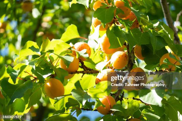 apricot fruit on trees - apricot tree stock pictures, royalty-free photos & images