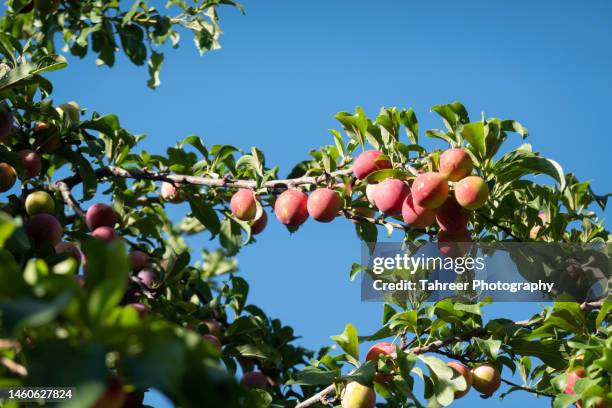 plums loaded on the tree - tree farm stockfoto's en -beelden