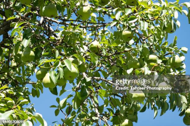 pears on pear tree - perenboom stockfoto's en -beelden