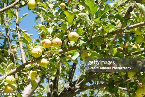 apple fruit on apple tree - pear tree stock pictures, royalty-free photos & images