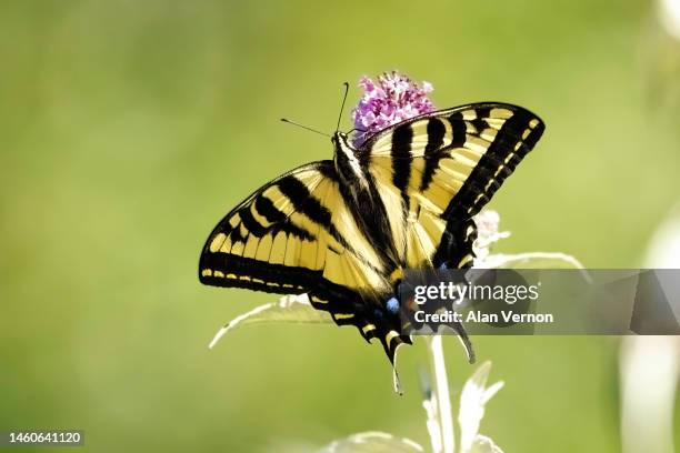 western tiger swallowtail butterfly - tiger swallowtail butterfly stock pictures, royalty-free photos & images