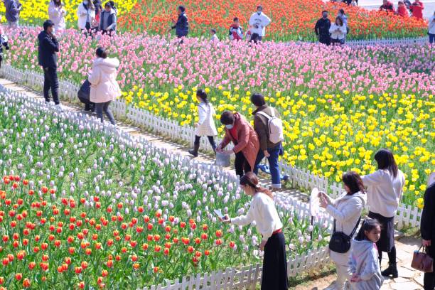 CHN: Tulip Flowers In Full Bloom In Liuzhou