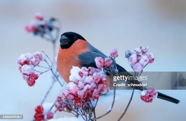 bullfinch en invierno - pardillo fotografías e imágenes de stock