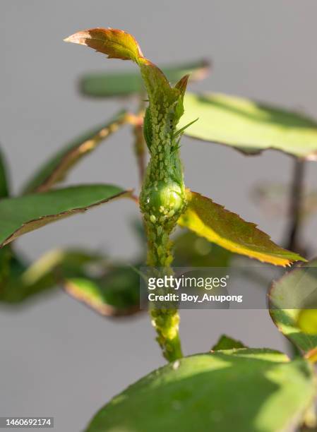 close up of aphids sucking nutrient from the rosebud. - aphid stock pictures, royalty-free photos & images