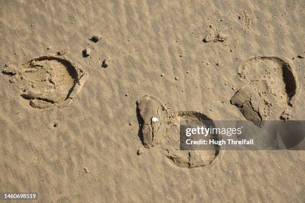 horses hoof prints on a sandy beach. - banjul nature stock-fotos und bilder