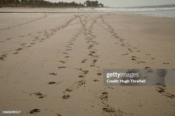 horses hoof prints on a sandy beach. - banjul nature stock-fotos und bilder