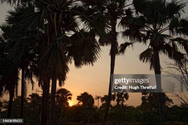 dawn on a beach with the silhouettes of palm trees. - banjul nature stock-fotos und bilder