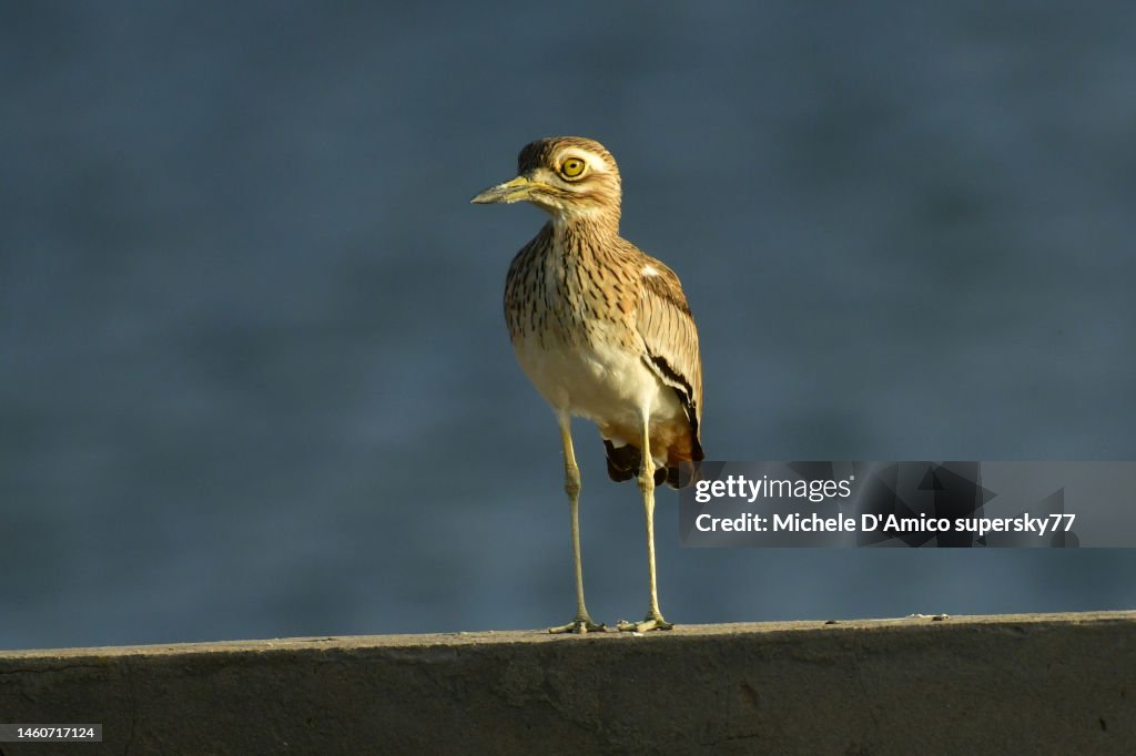 Senegal thick-knee (Burhinus senegalensis)