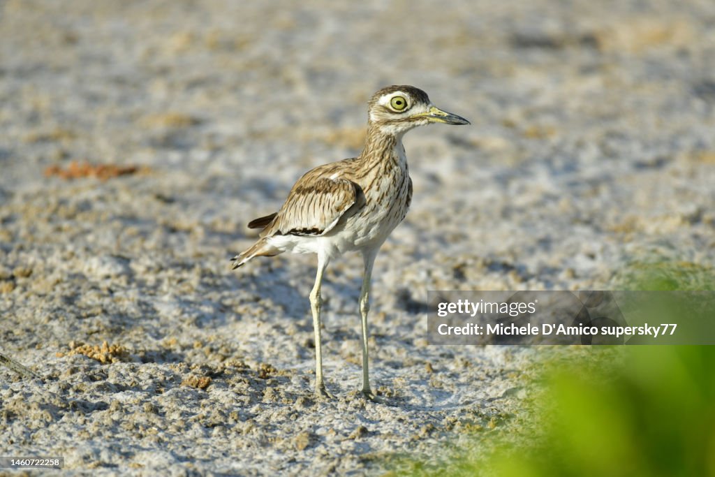 Senegal thick-knee (Burhinus senegalensis)