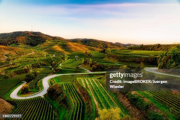 road in the vineyards, texas pass, with mountain totenkopf, oberbergen, kaiserstuhl, baden-wuerttemberg, germany - grapevine texas stock pictures, royalty-free photos & images