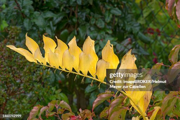 flowering, autumnal (polygonatum multiflorum), bavaria, germany - polygonatum multiflorum stockfoto's en -beelden