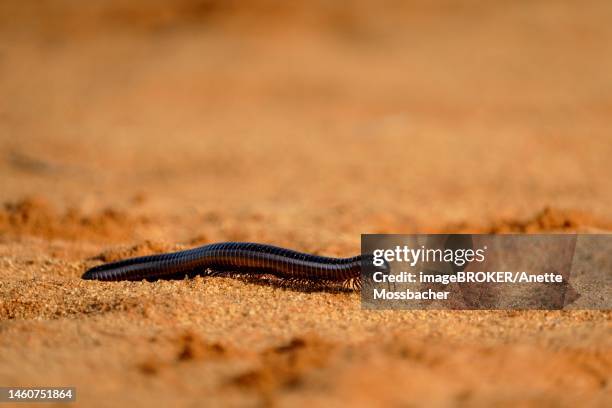 shongololo, giant millipede (archispirostreptus gigas) crossing red sand on a dune. kalahari, south africa - myriapoda stock pictures, royalty-free photos & images