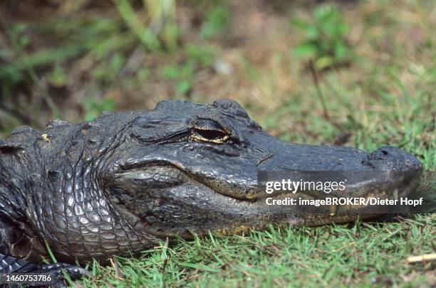 american alligator (alligator mississippiensis) head portrait, side view, everglades, florida, usa - alligator mississippiensis stock illustrations