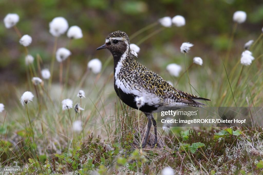 European golden plover (Pluvialis apricaria) in the tundra with sheath cotton grass (Eriphorum vaginatum) Lofoten, Norway, Scandinavia
