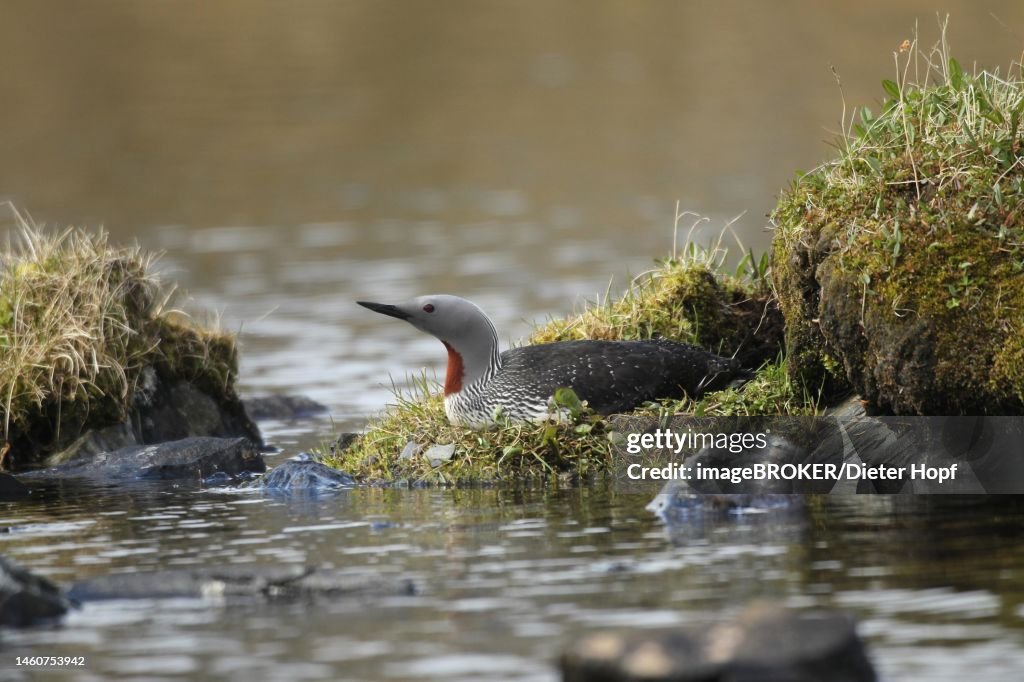 Red-throated diver (Gavia stellata) on the nest of a tundra lake, Lapland, Norway, Scandinavia