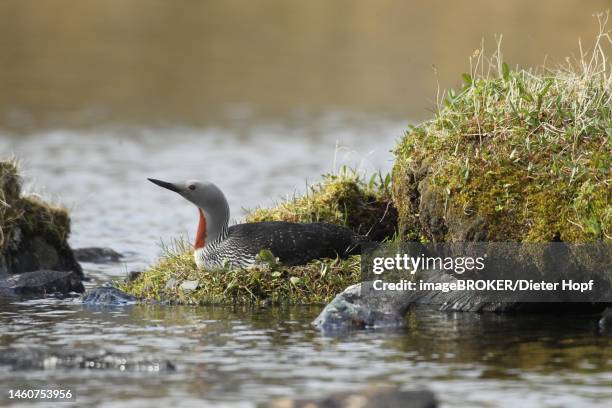 red-throated diver (gavia stellata) safe on the nest of a tundra lake, lapland, norway, scandinavia - gavia stellata stock illustrations