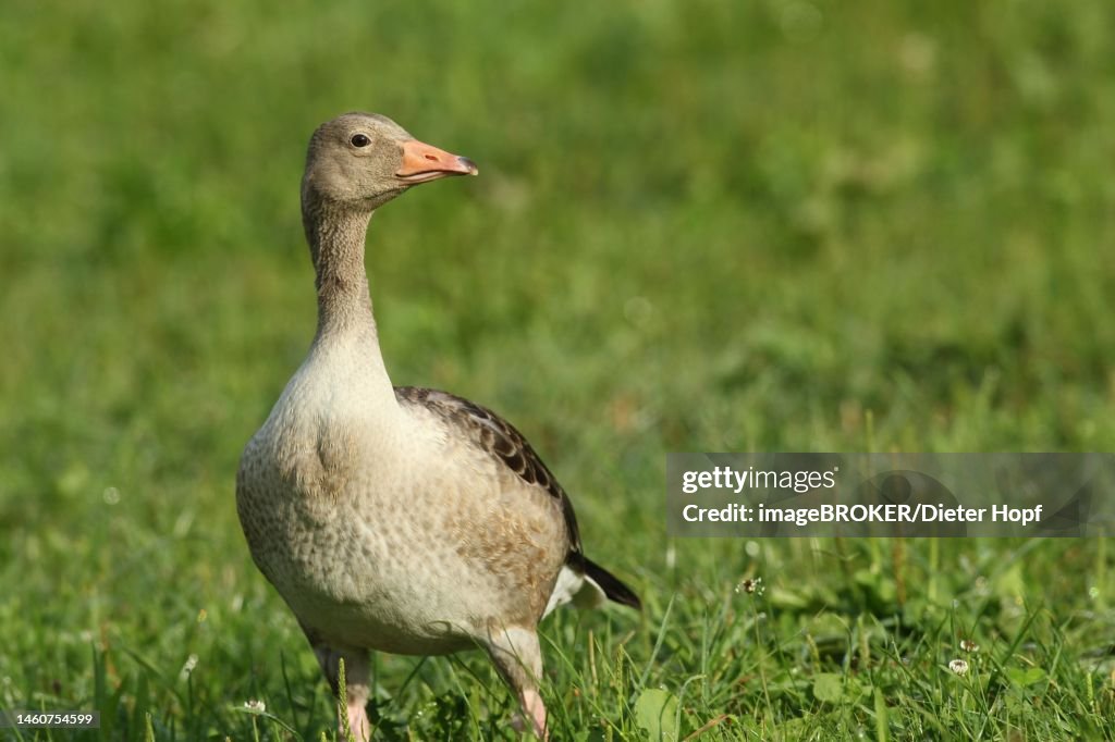 Greylag goose (Anser anser) safe in a meadow, Allgaeu, Bavaria, Germany