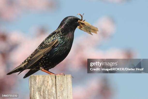 common starling (sturnus vulgaris) with nesting material, allgaeu, bavaria, germany - starling stock illustrations