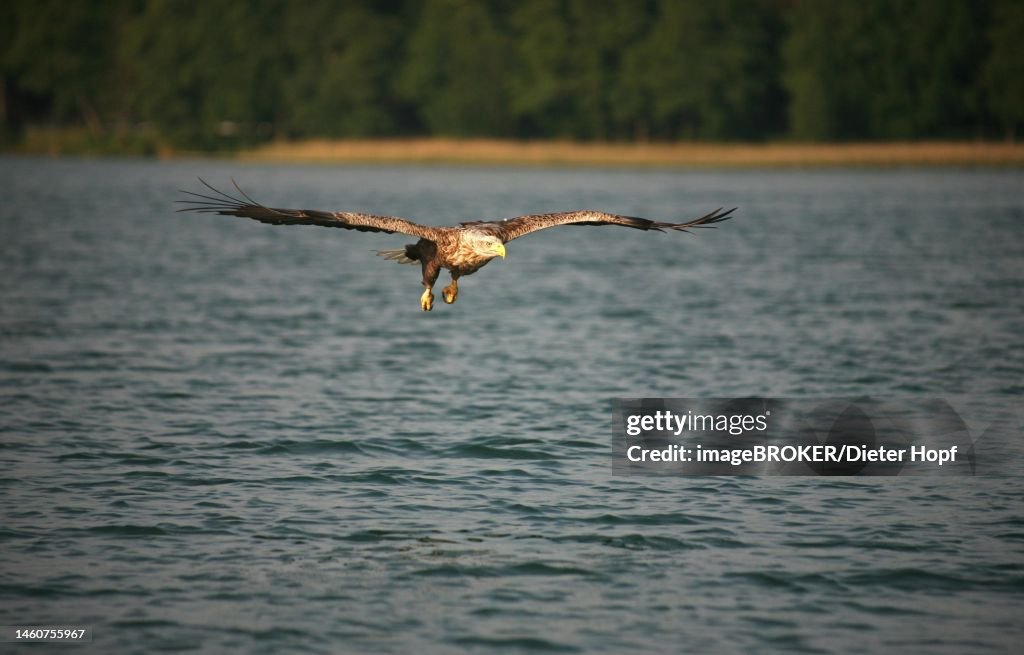 White-tailed eagle (Haliaeetus albicilla) on prey flight over water, Mecklenburg-Western Pomerania, Germany