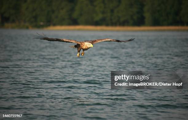 white-tailed eagle (haliaeetus albicilla) on prey flight over water, mecklenburg-western pomerania, germany - white tailed eagle stock illustrations