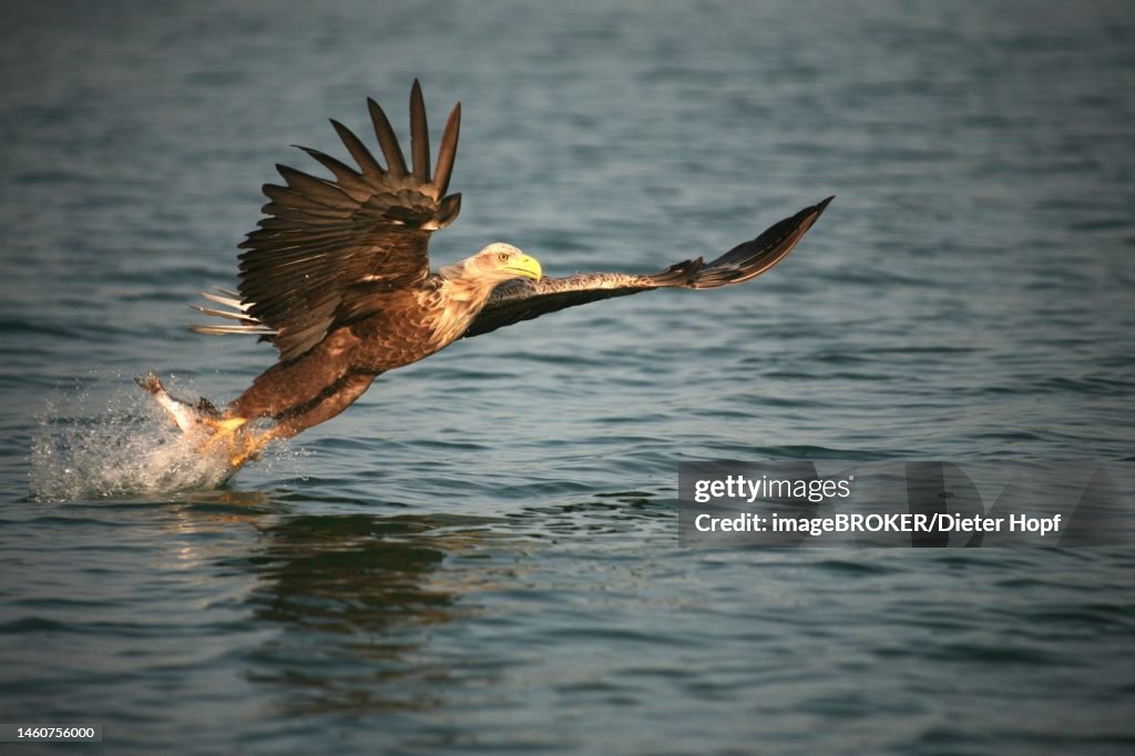 White-tailed eagle (Haliaeetus albicilla) preys on fish, Mecklenburg-Western Pomerania, Germany