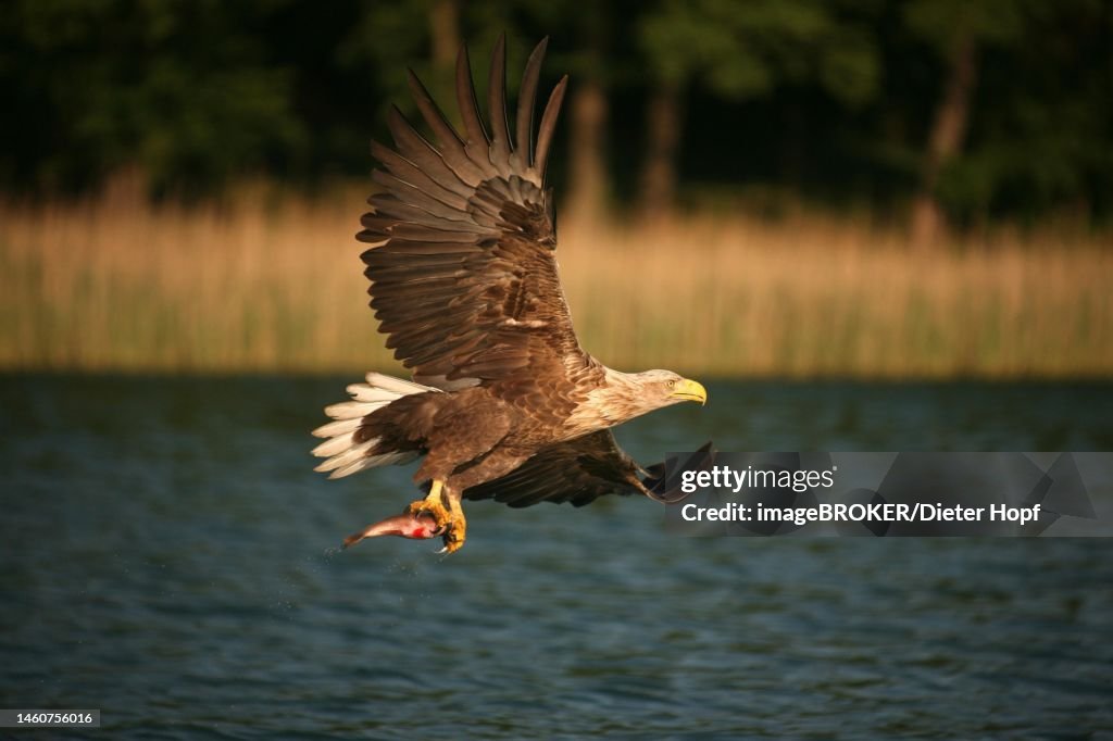 White-tailed eagle (Haliaeetus albicilla) with captured fish, Mecklenburg-Western Pomerania, Germany