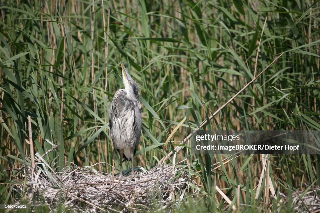 Grey heron (Ardea cinerea) almost fledged young bird in ground nest in reeds observes a dragonfly above it, Mecklenburg-Western Pomerania, Germany