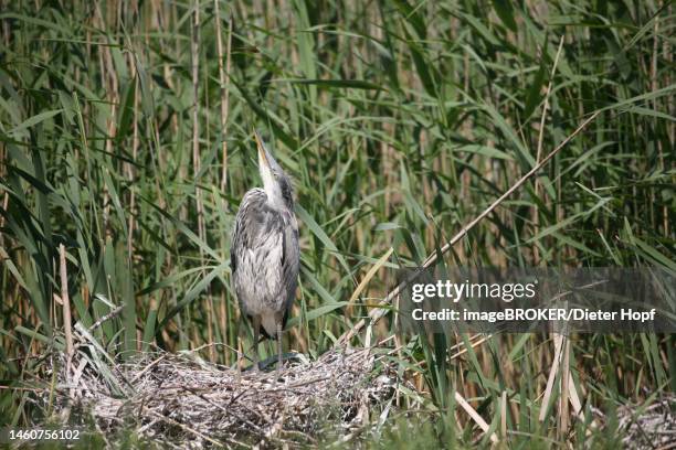grey heron (ardea cinerea) almost fledged young bird in ground nest in reeds observes a dragonfly above it, mecklenburg-western pomerania, germany - ardea cinerea stock illustrations