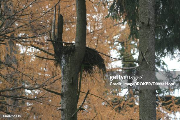 bird of prey nest in autumn on a spruce (picea) allgaeu, bavaria, germany - spruce stock illustrations